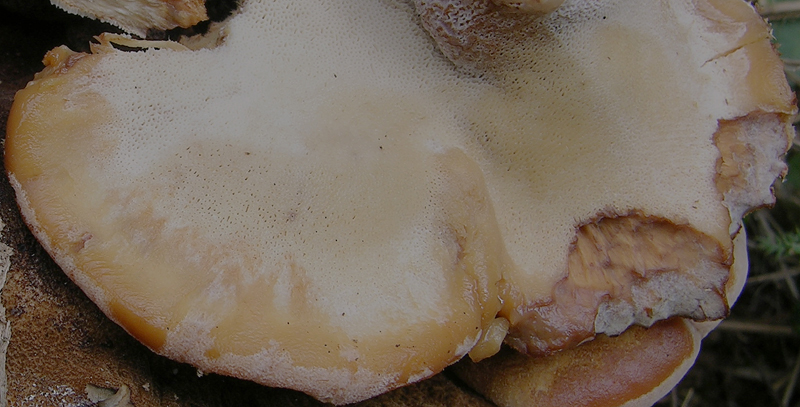 Ischnoderma benzoinum.